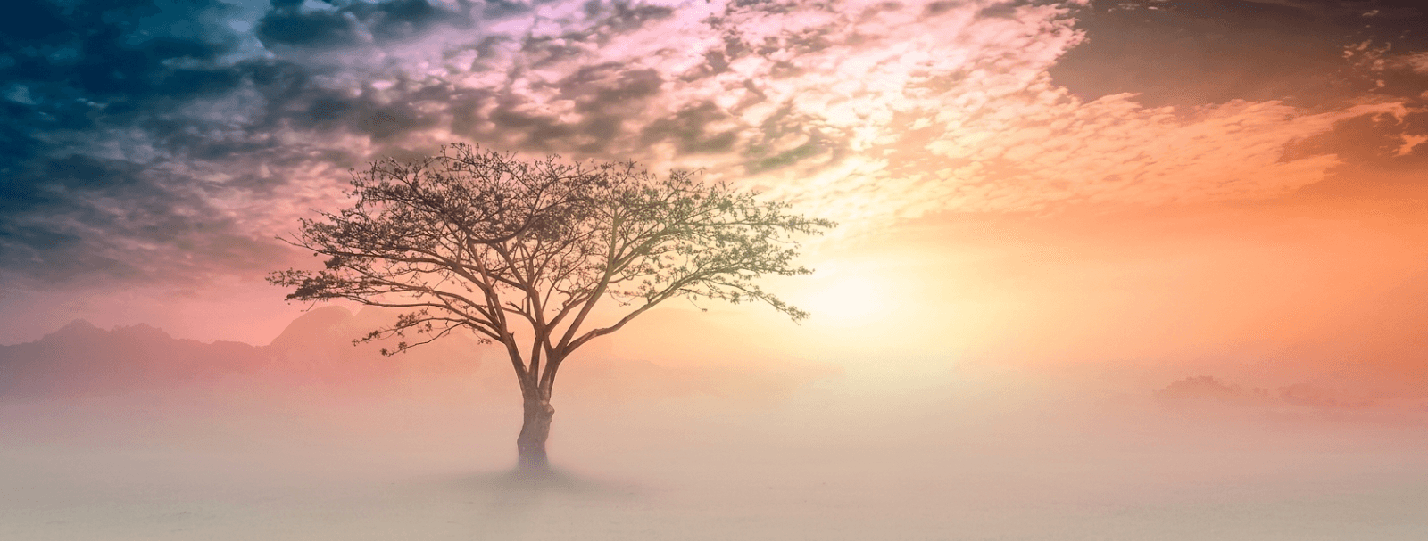 Árvore em uma paisagem de luz e silêncio